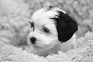 犬の首輪のサイズを正しく測る方法は？