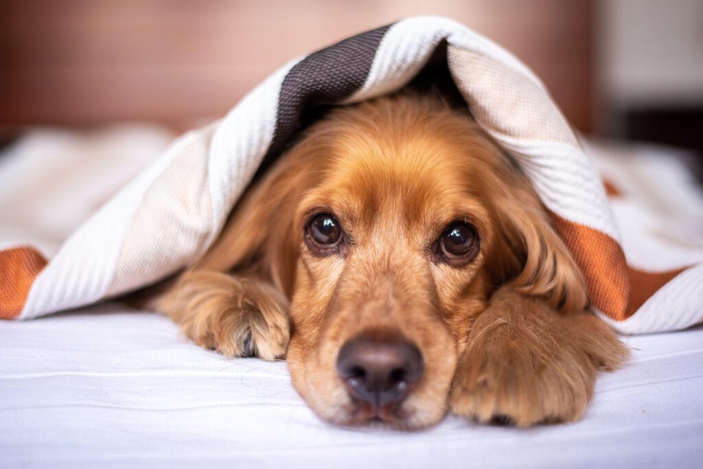 犬ベッドの必要性についての口コミはどのようなものがある？