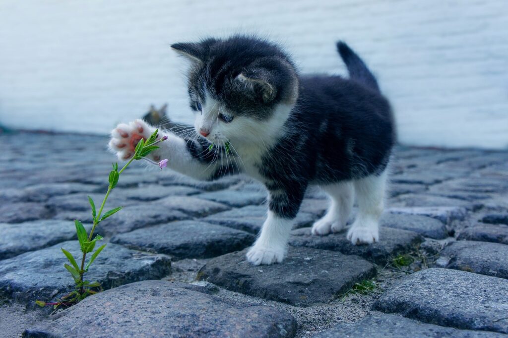 猫の爪とぎはダンボールとポールのどちらが良いのか？