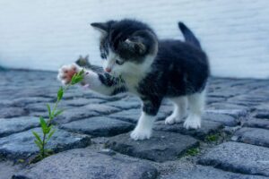 猫の爪とぎはダンボールとポールのどちらが良いのか？