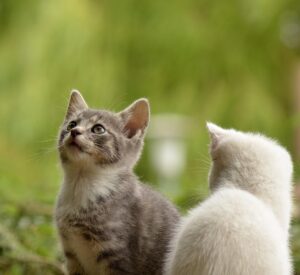 猫の高齢介護方法にはどんなポイントがある？