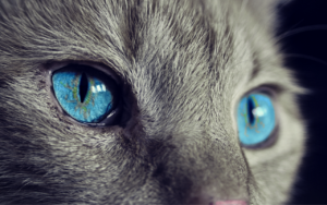 猫アレルギーの原因を探し方は？