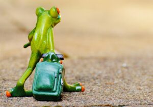 猫旅行に最適なキャリーバッグの選び方は？