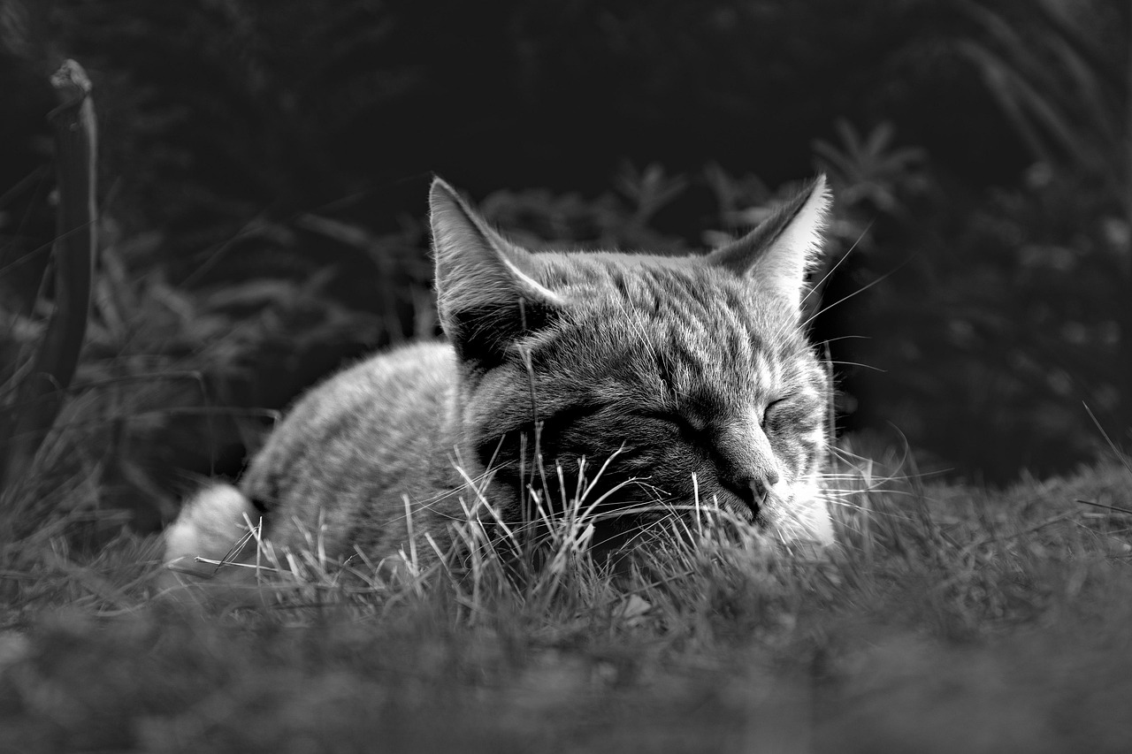 ペット保険の内容を比較する際に知っておくべきポイントは？