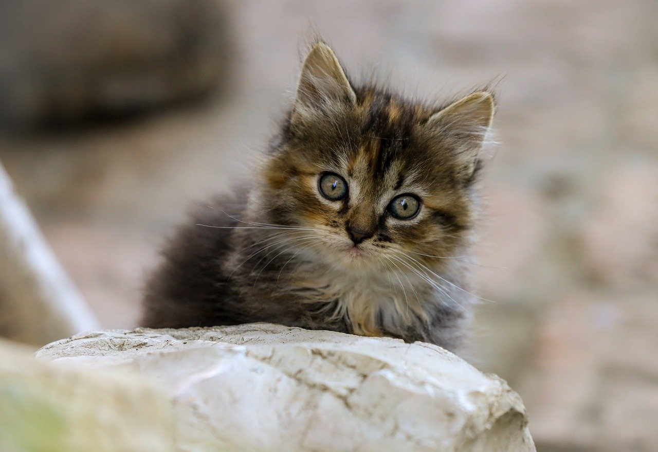 ペット保険はどれが最適か選ぶポイントは？