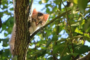 犬猫の健康維持に効果的な方法は？