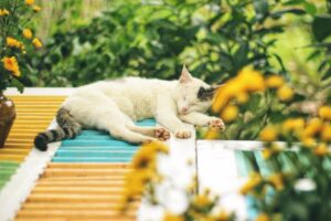 犬猫保険の選び方で知っておくべきポイントは？