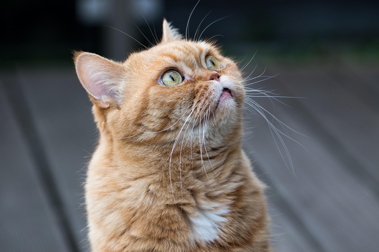 犬と猫の介護で知っておくべき注意点は？