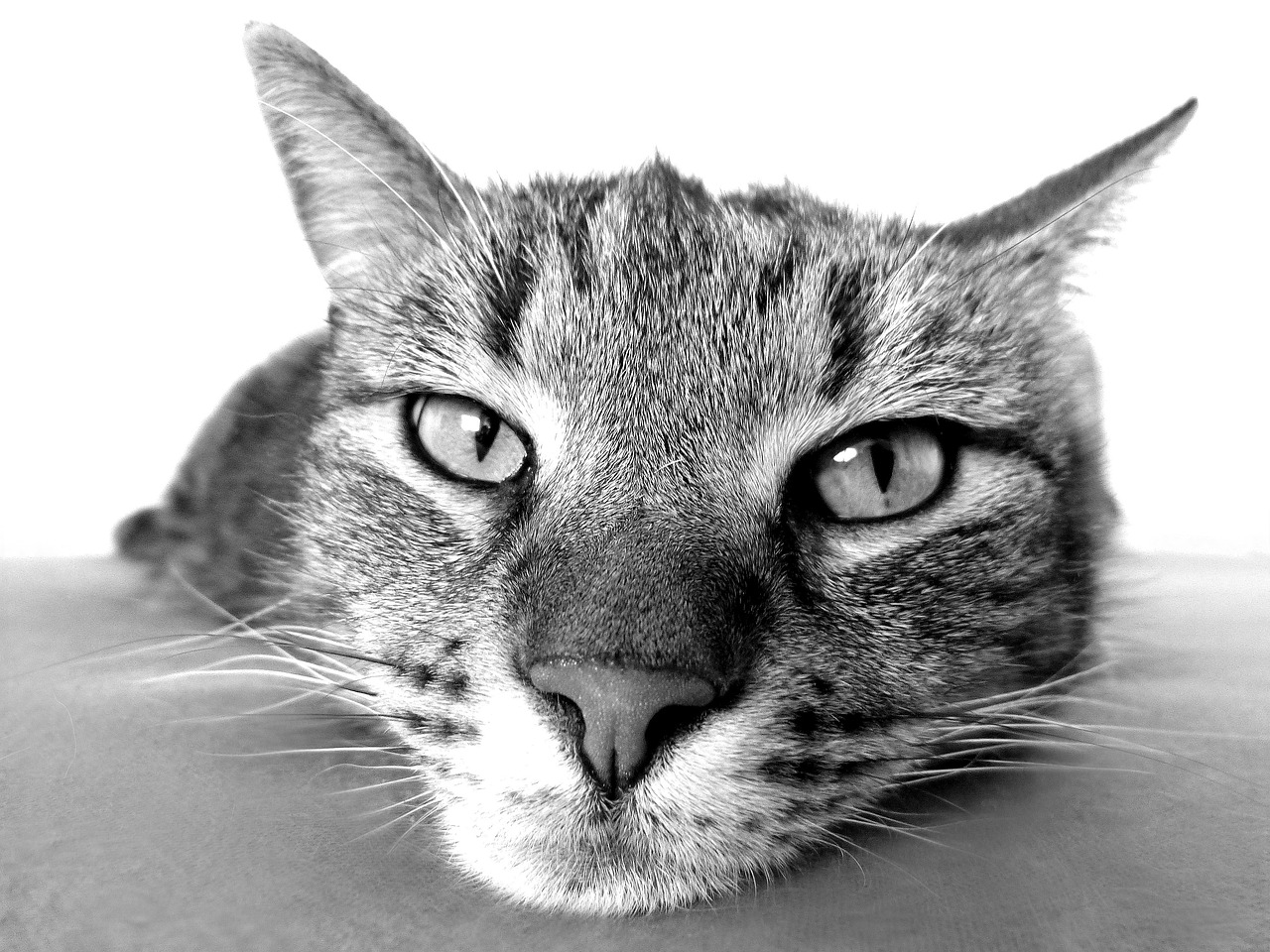 犬と猫の健康管理に役立つおすすめ方法は？