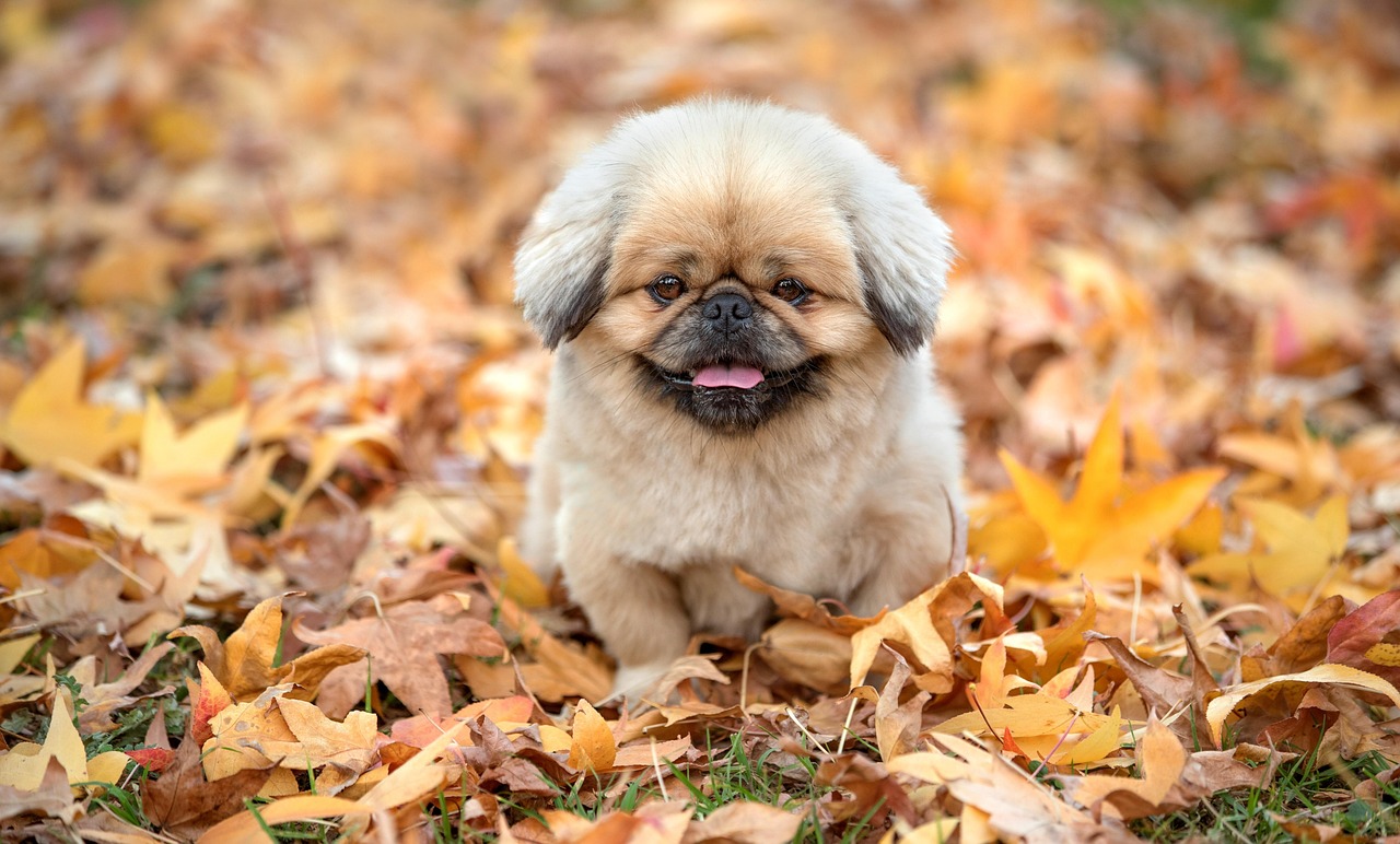 犬と猫の食事にかかる価格の相場はどのくらい？