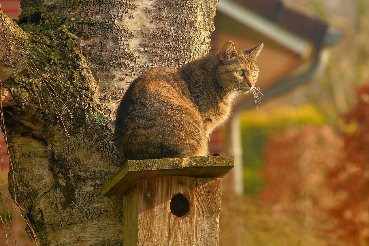 犬と猫の食事はどれが向いているか？