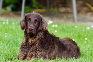 犬の保険の口コミや評判はどこで確認できる？