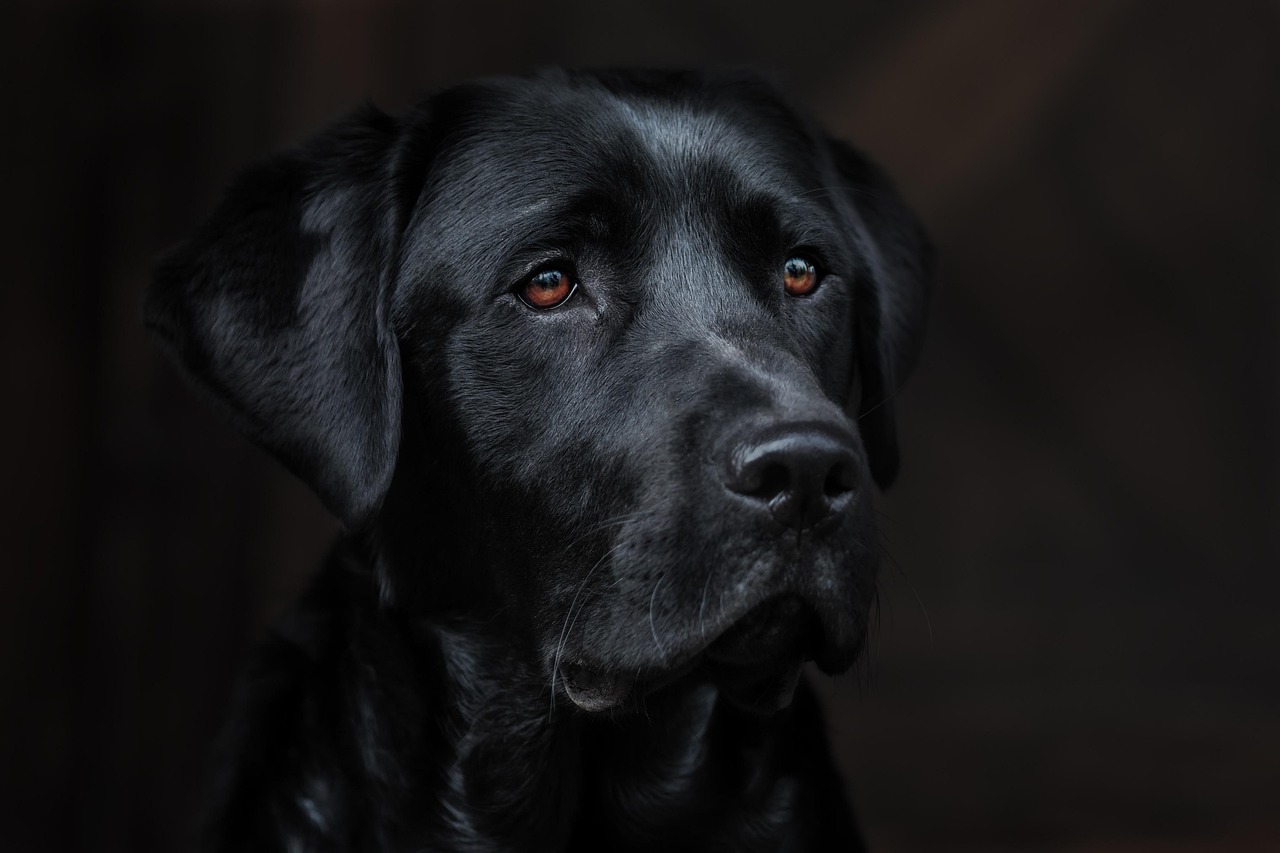 犬猫フードの効果とデメリットを知るべき理由は？