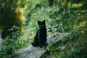 猫の保険はどこがいい？