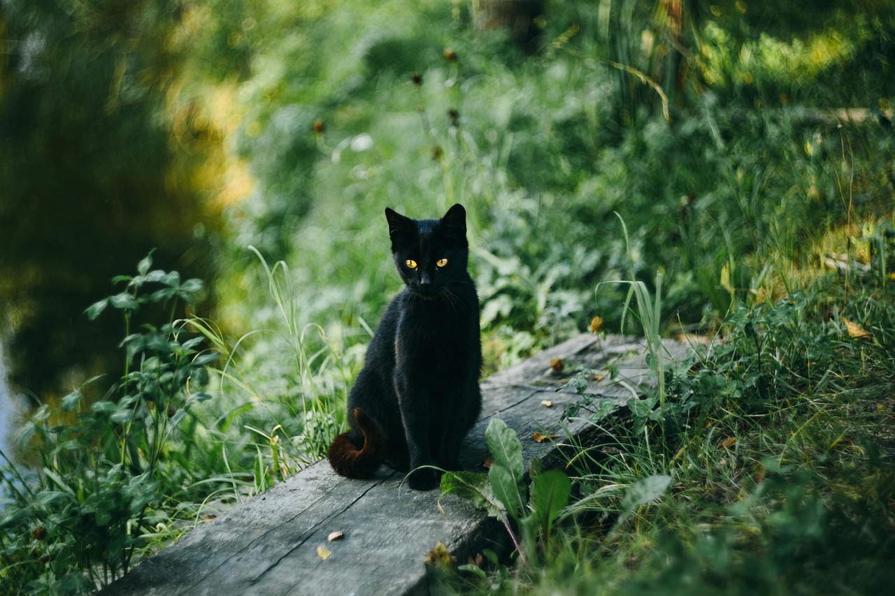 猫の保険はどこがいい？