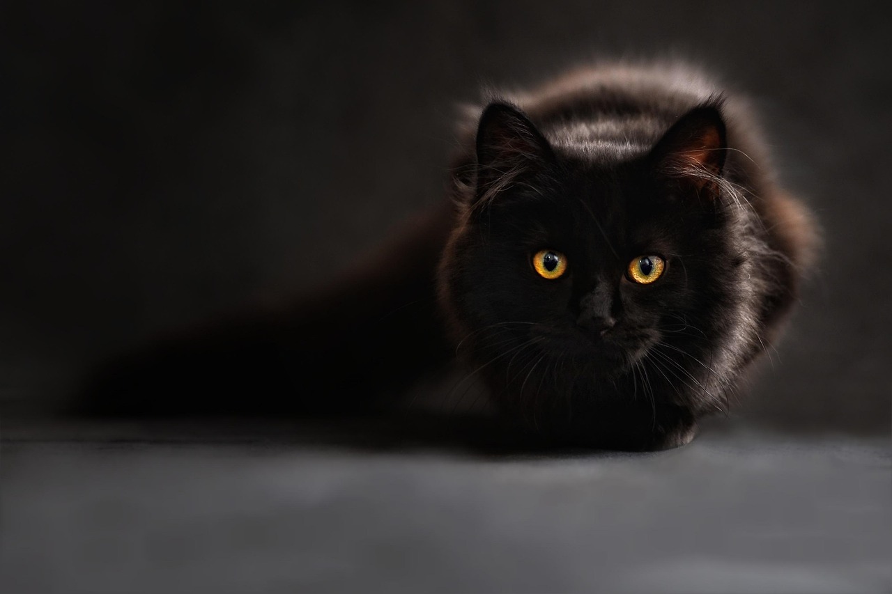 猫の食事に関するおすすめと注意点は？