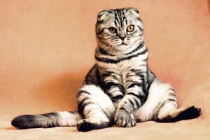 ペット保険の評判は本当に良いの？選ぶ前に知っておきたいポイントは？