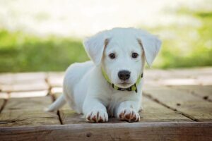 犬フードで失敗しないための選び方は？