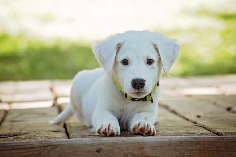 犬フードで失敗しないための選び方は？