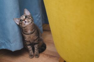 「ペットのフード予約はどうするべき？」