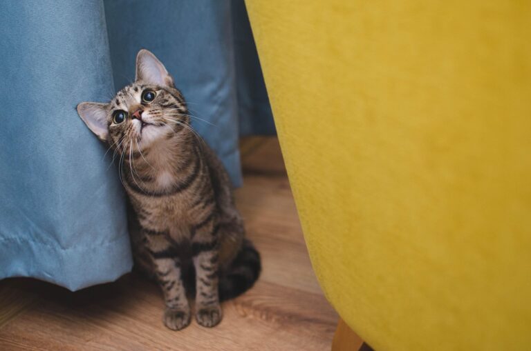 「ペットのフード予約はどうするべき？」