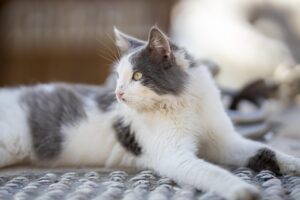 ペットフードの比較で安いものはどれがベスト？