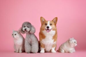 ペットフードの評判は本当に信頼できる？