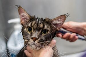 ペット保険をおすすめしない理由とは？