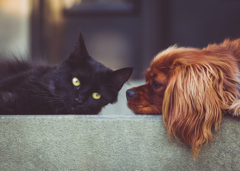 犬と猫の保険はどれがおすすめ？