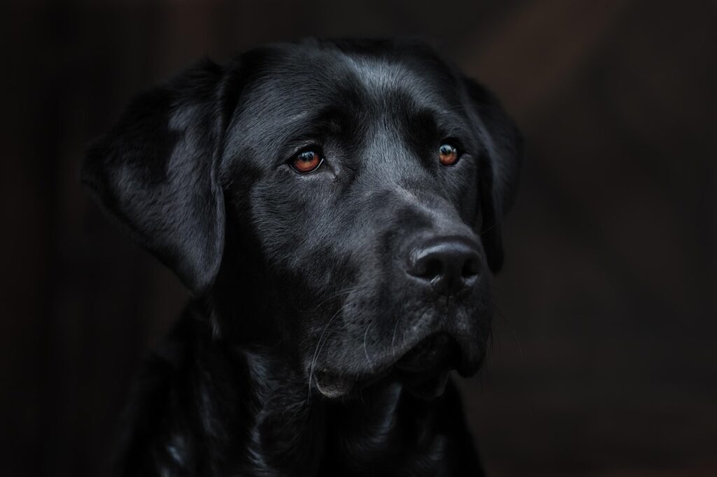 犬と猫の健康にかかる料金はどれくらい？