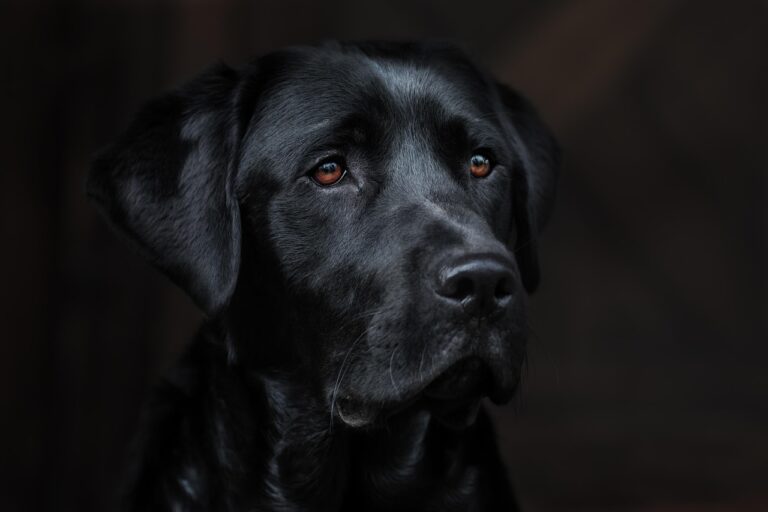 犬と猫の健康にかかる料金はどれくらい？