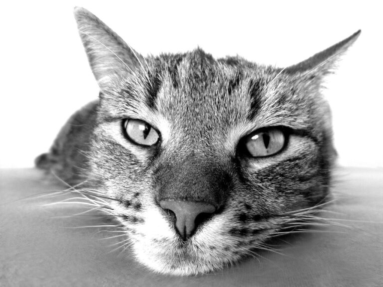 犬と猫の健康についての相談はどこにすればいい？