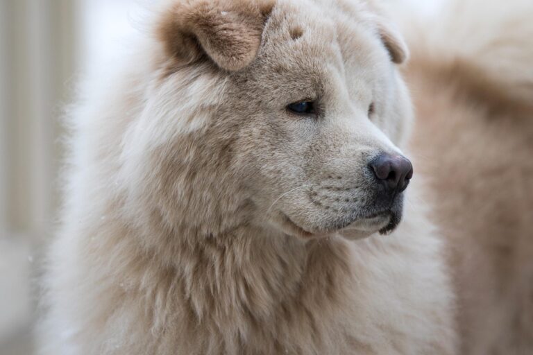 犬と猫の食事の相場はどれくらい？