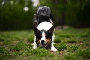犬のフードに含まれる成分は何が重要？