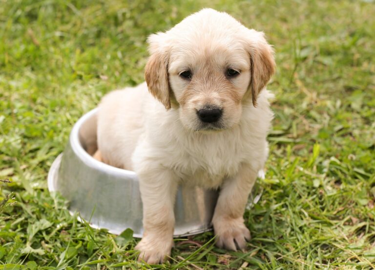 犬のフードの価格はどれくらいが妥当？