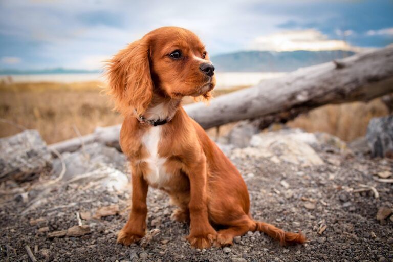 犬のフードは安いもので大丈夫？選び方と注意点を解説！