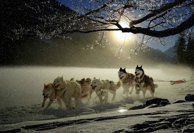 犬のフード選びで注意すべきポイントは？
