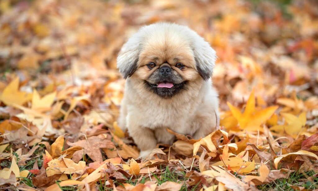 犬の保険にはどんなメリットがあるの？