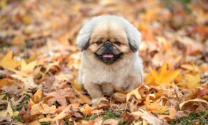 犬の保険にはどんなメリットがあるの？