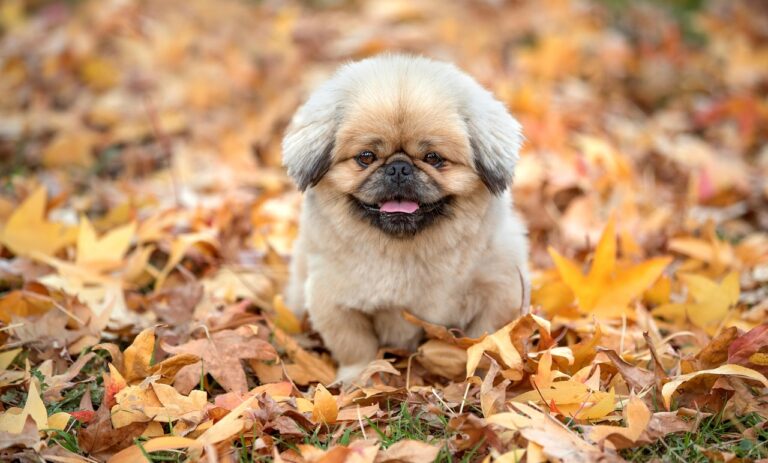 犬の保険にはどんなメリットがあるの？