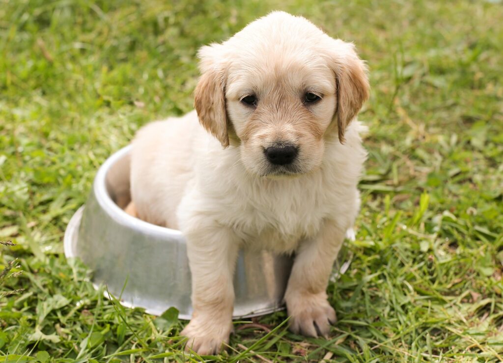 犬の保険の相場はどれくらい？