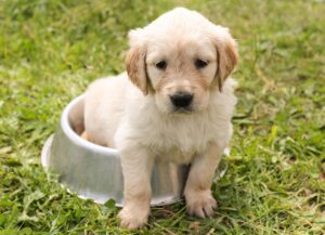 犬の保険の相場はどれくらい？