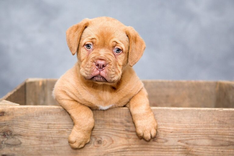 犬の保険はどう選ぶ？
