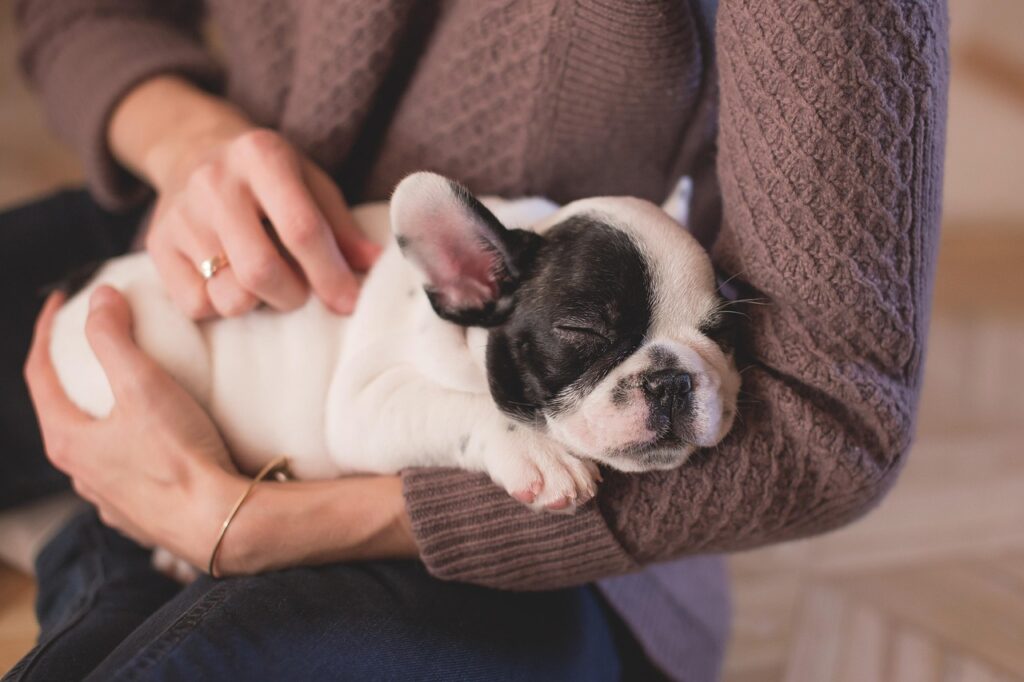 犬の保険料金はどれくらいかかる？