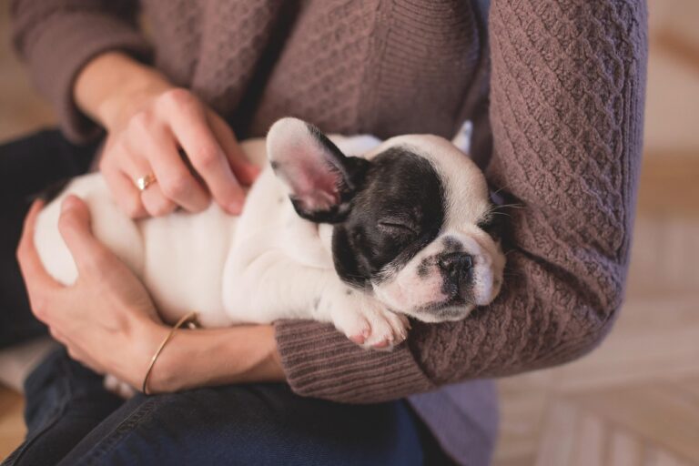 犬の保険料金はどれくらいかかる？