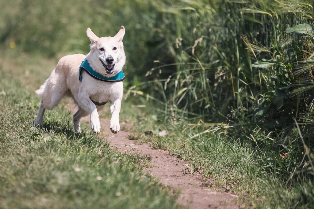 犬猫のフード、評判は本当に良いの？