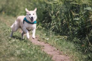 犬猫のフード、評判は本当に良いの？