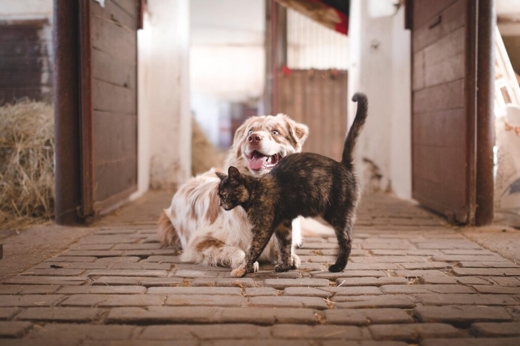 犬猫のフードはどう使うべき？