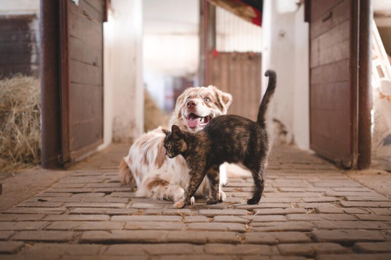 犬猫のフードはどう使うべき？