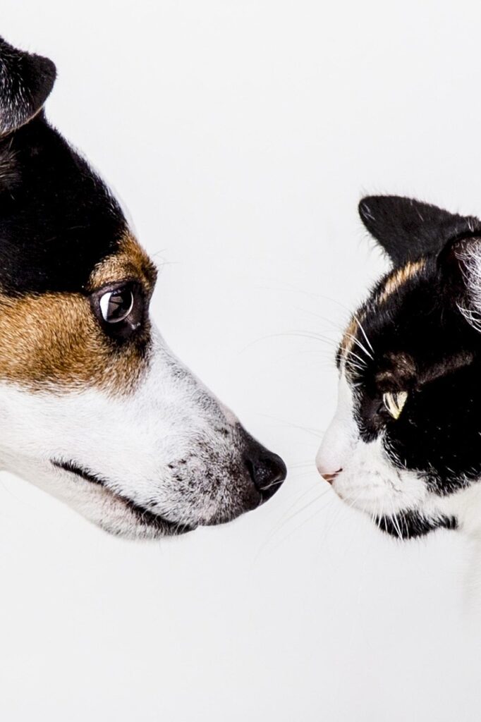 犬猫の保険費用はどれくらいかかる？